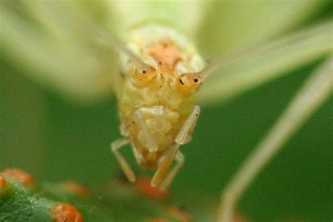 Common Tree Cricket Oecanthus Fultoni Bugguide