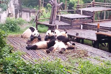 All Inclusive Private Day Trip To Chengdu Giant Panda Base And Leshan