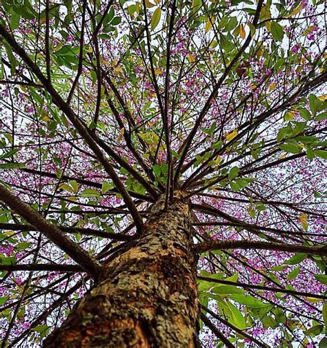 Ipê roxo Handroanthus impetiginosus é uma árvore da América do Sul