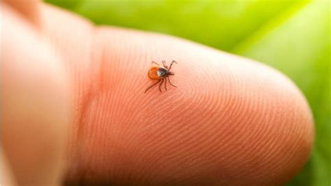 Lyme hastalığı nedir belirtileri neler İşte Lyme hastalığının