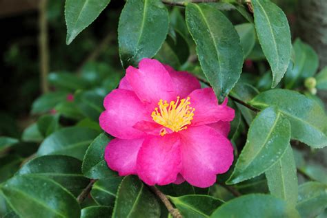 Camellia Bushes for Sale - Free Delivery | Bower & Branch