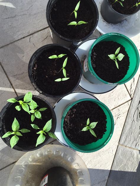 chili - Why have my chilli seedlings stopped growing? - Gardening