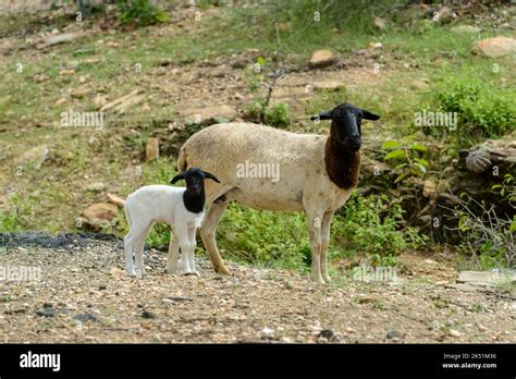 Oveja Dorper con cachorro en el bioma de Caatinga región de Cariri