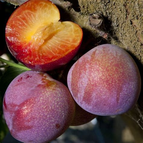 Types of plum trees best plum tree varieties – Artofit