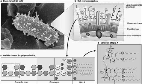 Fig 101 A Gram Negative Bacterium Electron Micrograph Of