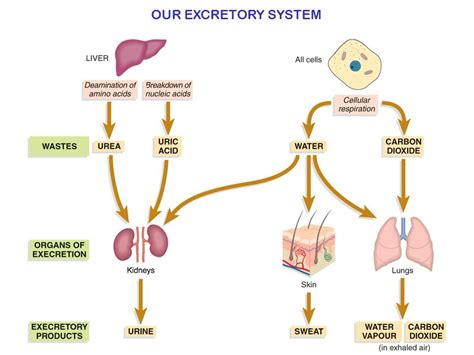 Excretory System Diagram | Quizlet