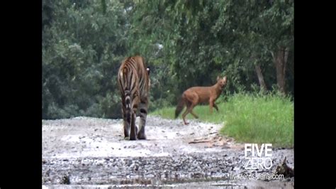 Tiger Tries To Catch Wild Dog Dhole Youtube