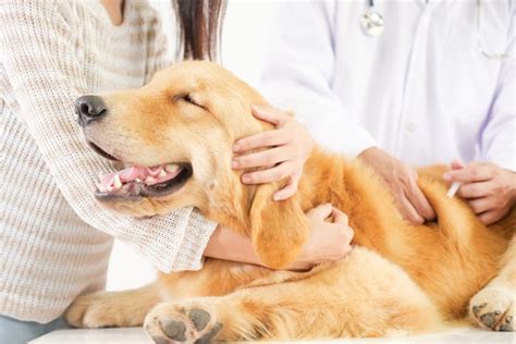 The Canine Annual Exam Dogwood Veterinary Clinic