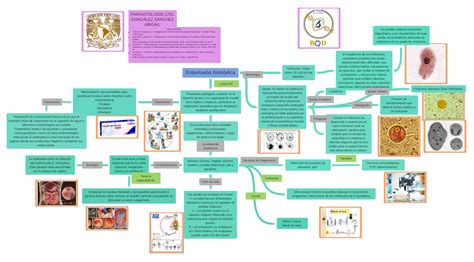 Entamoeba Histolytica ¿qué Es Localización Anatómica Ciclo De Vida