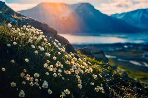 Adaptations of Tundra Plants: Thriving in the Arctic - Nature Roamer