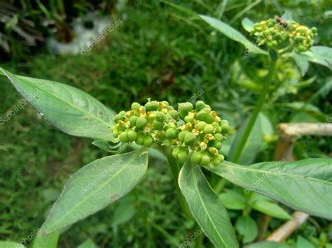 Euphorbia heterophylla también conocida como planta de fuego euforbia