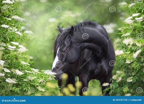 Black Horse portrait stock photo. Image of stallion - 294787742