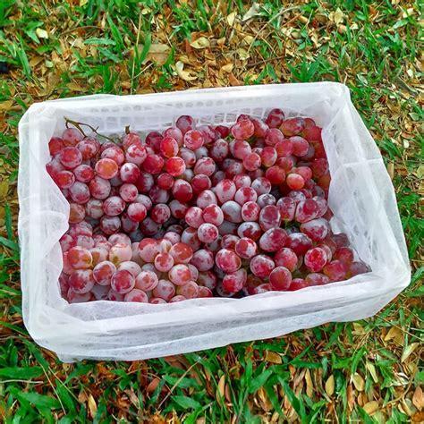 Jual Buah Anggur Merah Red Globe Super Fresh China Shopee Indonesia