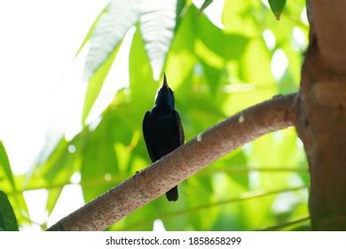 13,439 Nectar Feeding Bird Images, Stock Photos & Vectors | Shutterstock