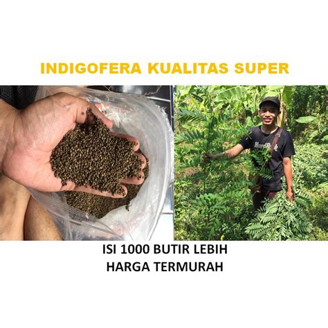 Jual Benih Indigofera Kualitas Super Harga Termurah Untuk Ternak