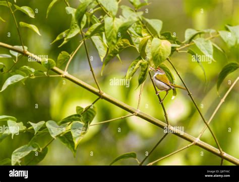 Tailor Bird in natural habitat on a tree Stock Photo - Alamy