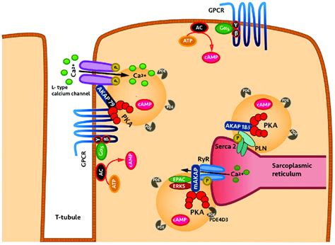 Compartmentalised Adenosine Cyclic Monophosphate Camp Signalling