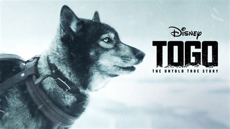 Watch Togo | Disney+