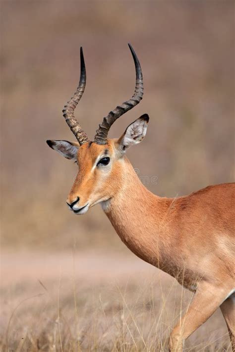 Ant Lope Del Impala Parque De Kruger Sur Frica Imagen De Archivo