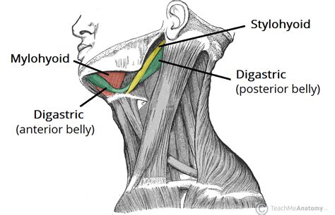 digastric muscle - بحث Google | Muscle, Belly, Movie posters