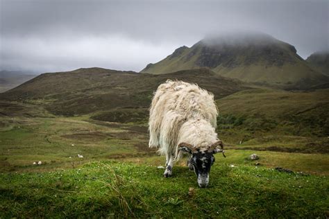 Highland Sheep by knilch on DeviantArt