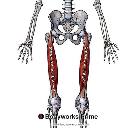 Rectus Femoris Muscle Anatomy - Bodyworks Prime