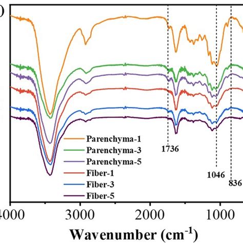 Sem Images Of Cell Morphology And Microstructure Of Alkali Treated