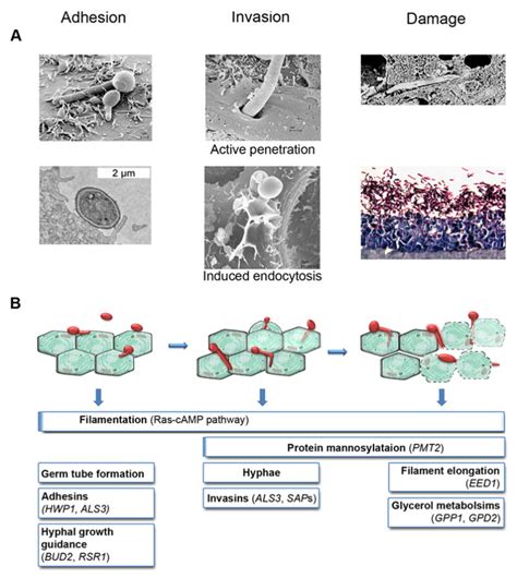 Candida Albicans Interactions With Epithelial Cells And Mucosal