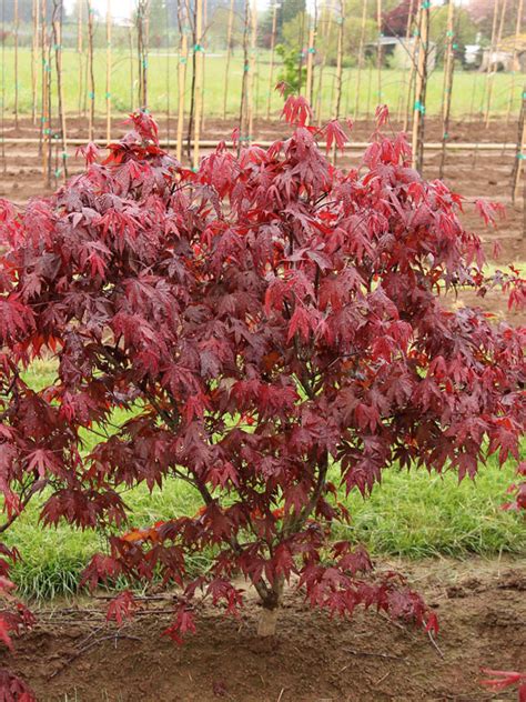 Emperor I® Japanese Maple J Frank Schmidt And Son Co