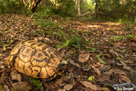 Eastern Hinged Back Tortoise Kinixys Zombensis Eastern H Flickr