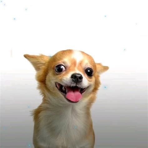 🤩🤩 expressions | Chihuahua puppies, Baby animal videos, Chihuahua dogs