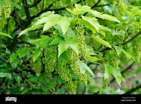 Sycamore Leaves Flowers High Resolution Stock Photography And Images