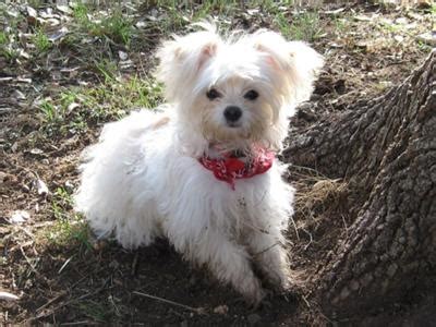 Is a Maltese Chihuahua Mix the Right Dog for You?