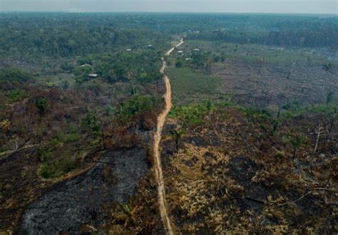 Deforestation In Brazilian Amazon Down 22 In A Year Au