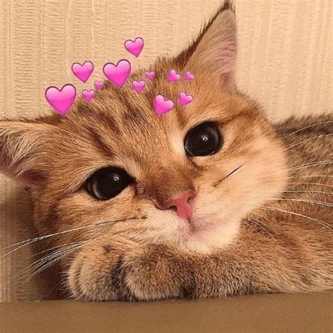 Gatitos Con Corazones Para Compartir Este D A De San Valent N