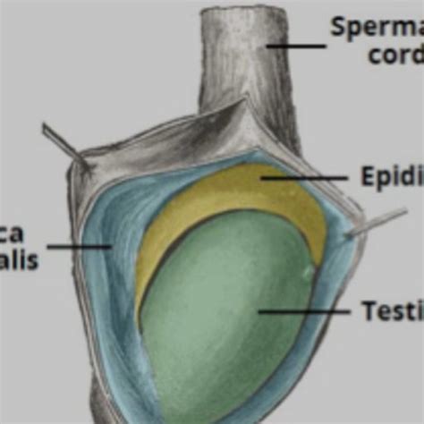 Testicular pain - RCEMLearning