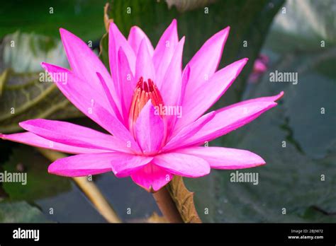 Indian Blue Lotus Nelumbo Nucifera Hi Res Stock Photography And Images