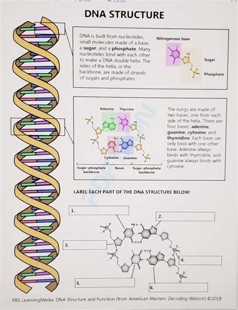 Dna Double Helix Labeled