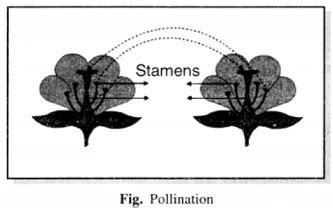 What is pollination ? What are the two types of pollination ? Discuss ...