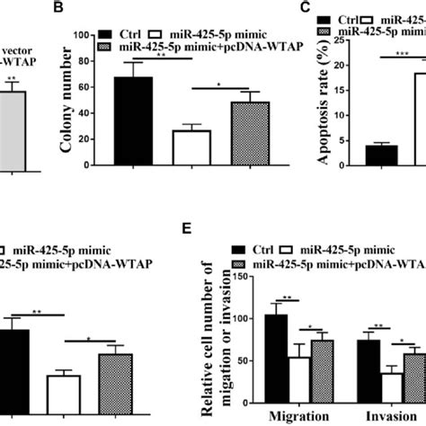 Mir 425 5p Inhibits Aml Progression By Targeting Wtap A The