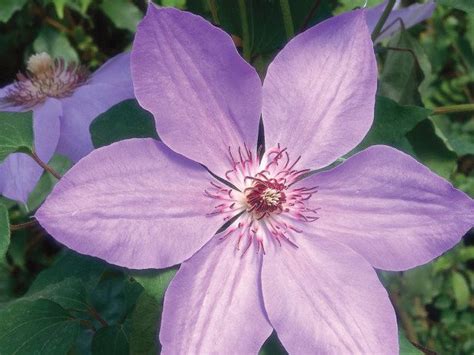 For Large Open Violet Blue Blooms Choose The Blue Ravine Clematis