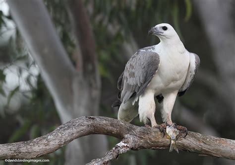 White Bellied Sea Eagle Sea Eagle Birds Kittens