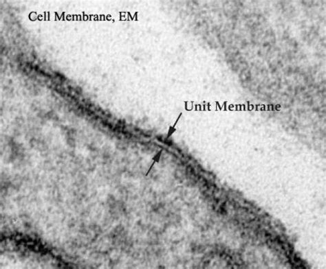 Electron Microscope Images Of Cell Membrane