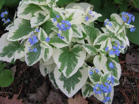 BRUNNERA WIELKOLISTNA VARIEGATA DUŻE LIŚCIE 11655645857 oficjalne