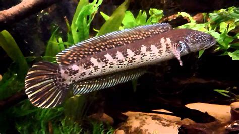 Channa Aurantimaculata Golden Cobra Snakehead Youtube