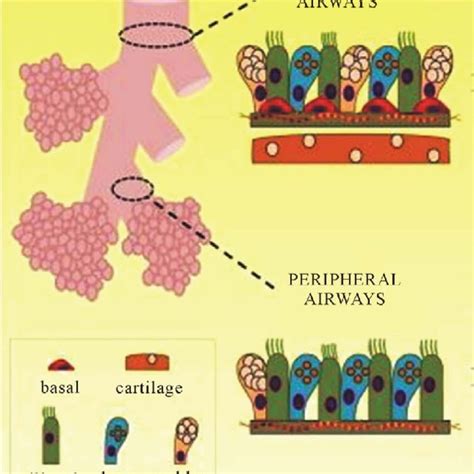 Graphic Representation Of Airway Cells Phenotype In Asthmatic Download Scientific Diagram