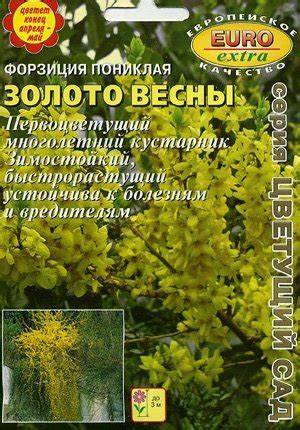 Клематис восточный Золотые колокола