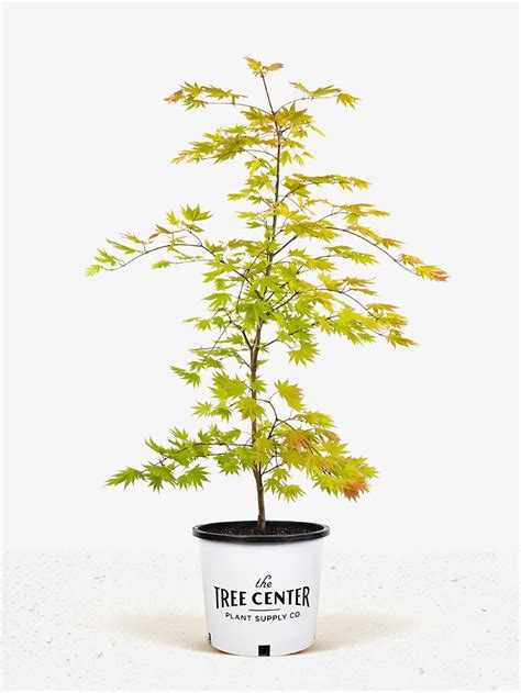 Seiryu Japanese Maple Trees For Sale | The Tree Center