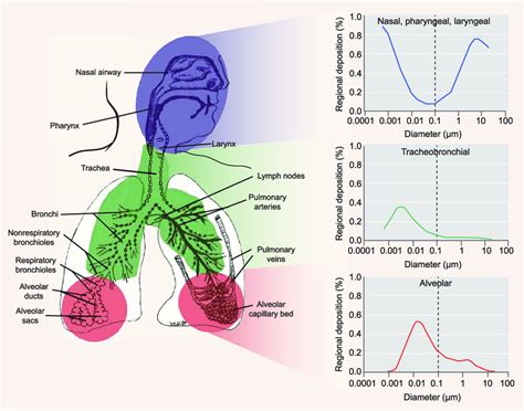 Predicted Fractional Deposition Of Inhaled Particles In The