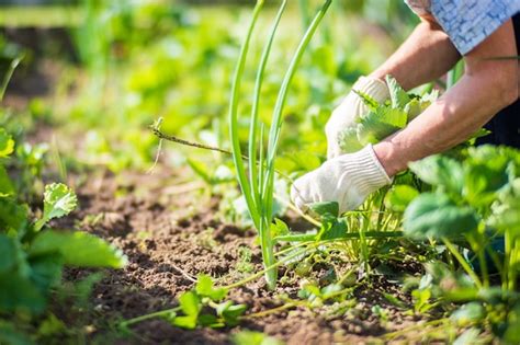 O Agricultor Cuida Das Plantas Na Horta Na Fazenda Conceito De